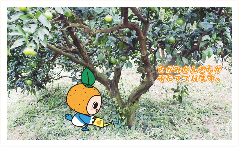 さがみかんきちが育てているみかんの木